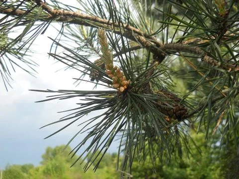 Spruce branches with cones Foto stock