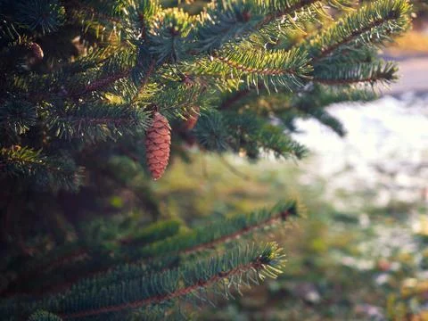 Spruce branches with cones Stock Photos
