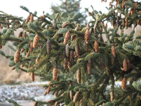 Spruce branches with cones Stock Photos