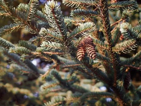Spruce branches with cones Stock Photos