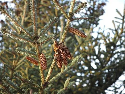 Spruce branches with cones Stock Photos
