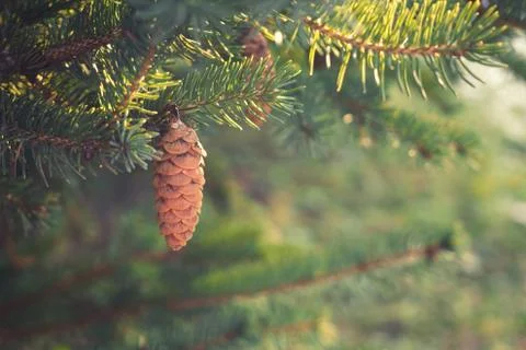 Spruce branches with cones Stock Photos