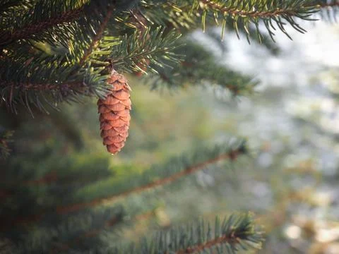 Spruce branches with cones Stock Photos