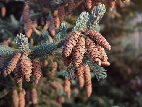 Spruce branches with cones Stock Photos
