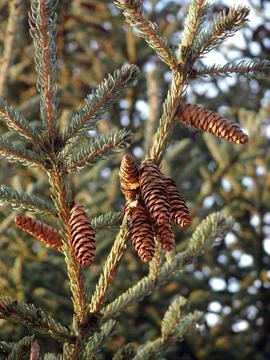 Spruce branches with cones Stock Photos