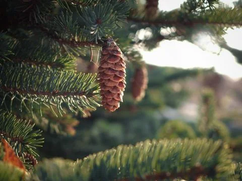 Spruce branches with cones Stock Photos