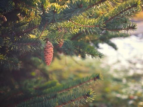 Spruce branches with cones Stock Photos