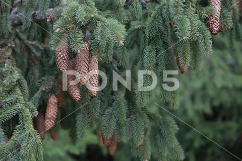 Spruce branches with cones Stock Photos