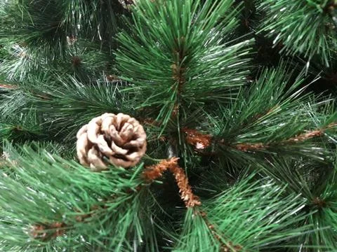 Spruce branches with cones. Stock Photos