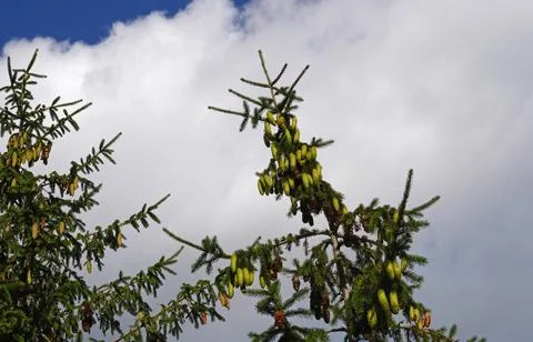 Spruce branches with cones. Foto stock