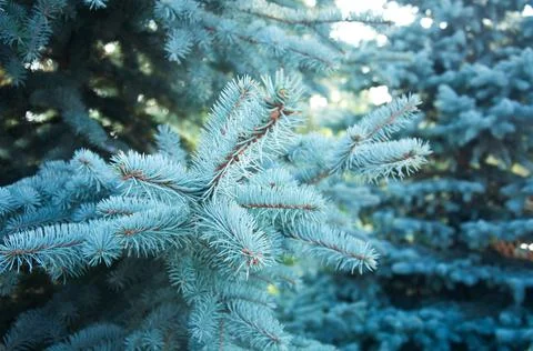 Spruce branches of coniferous needles background close-up. Stock Photos
