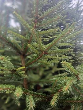 Spruce branches covered with fresh raindrops after rain. Stock Photos
