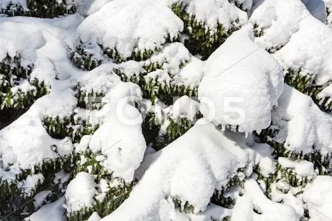 Spruce branches covered by hard snow, closeup winter background Stock Photos