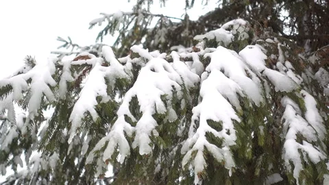 Spruce branches covered with snow in 4K. Video stock 164280725