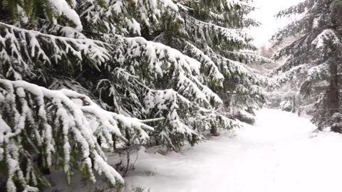 Spruce branches covered with snow against the backdrop of a snowy forest Stock Footage 317610839