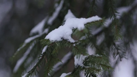 Spruce Branches Covered With Snow Stock Footage 84042243