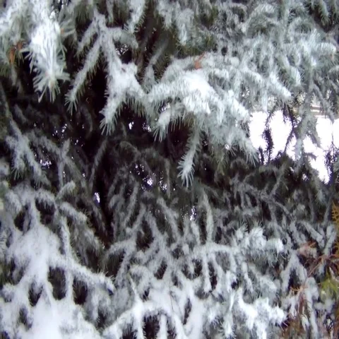 The spruce branches covered with snow wind rustles Stock Footage 69557840