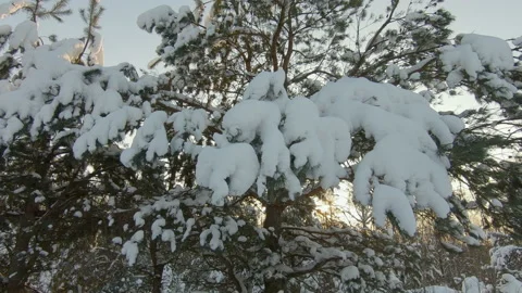 Spruce branches covered with snow in the winter forest Stock Footage 157551320