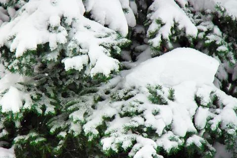 Spruce branches covered with a thick layer of white snow Stock Photos