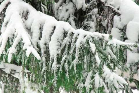 Spruce branches covered with a thick layer of white snow Stock Photos
