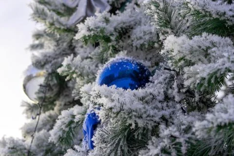 Spruce branches covered with white frost, winter and cold, decoration blue ba Stock Photos