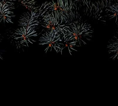 Spruce branches on dark black background Stock Photos