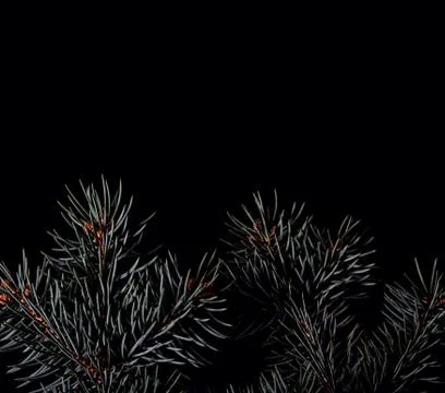 Spruce branches on dark black background Stock Photos