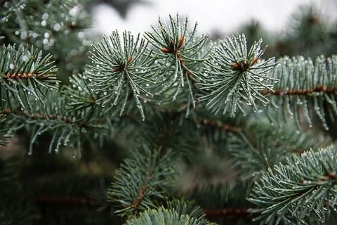 Spruce branches in drops of rain evergreen Stock Photos