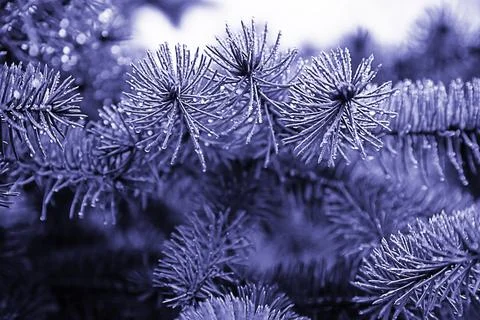 Spruce branches in drops of rain. Tinted in the color of the new year 2022. very Stock Photos
