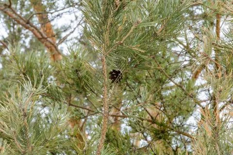 The spruce branches in early spring Stock Photos