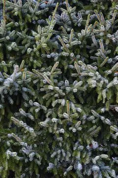 Spruce branches fill the full frame Stock Photos