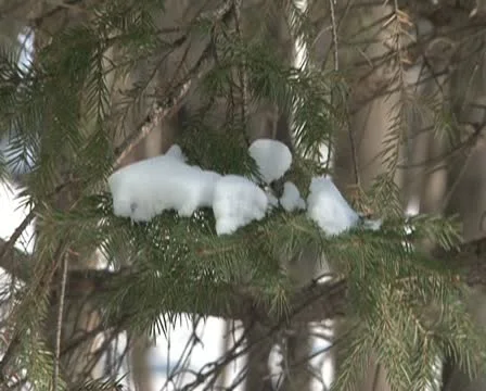 Spruce branches Vidéo 14809198