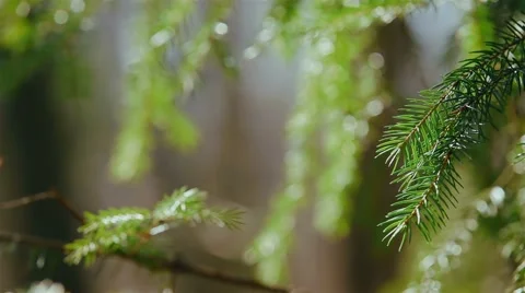 Spruce branches Stock Footage 61576065