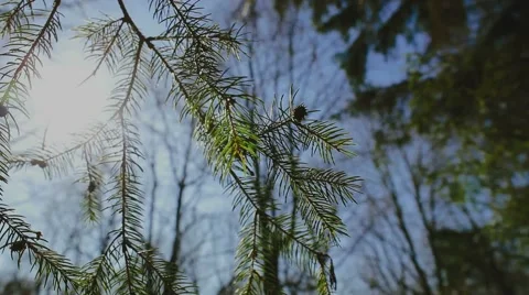 Spruce branches Stock Footage 61576278