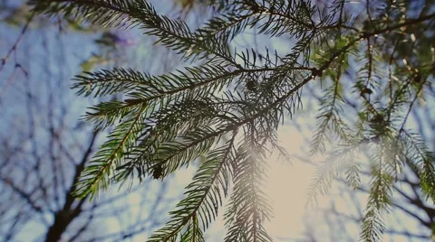 Spruce branches Stock Footage 61576437