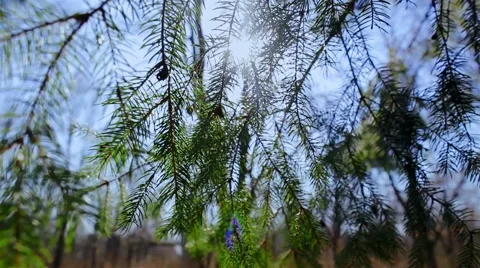 Spruce branches Video stock 61576450