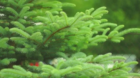 Spruce branches Stock Footage 64311681