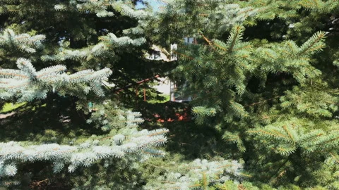 Spruce branches Stock Footage 93355676