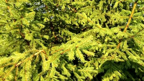 Spruce branches Stock Footage 124979323