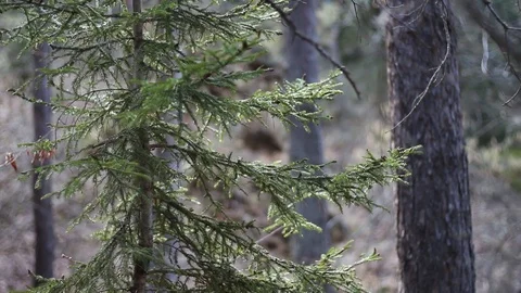 Spruce Branches Stock Footage 127089171