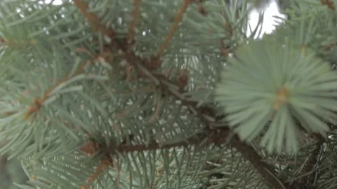 Spruce branches Stock Footage 162138112