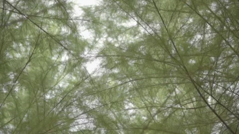 Spruce branches Video stock 210612690