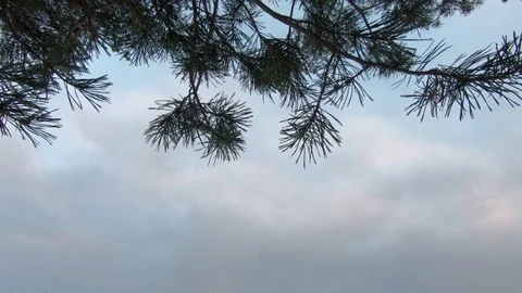 Spruce branches in the forest against the background of a young forest (tilt) Stock Footage 87225472