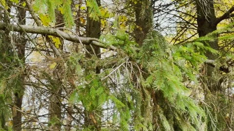 Spruce branches in the forest close-up Stock Footage 306152223