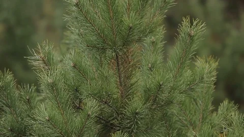 Spruce branches in the forest 库存影片 73310375