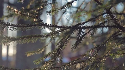 Spruce branches in the forest at sunset in winter Stock Footage 72321272