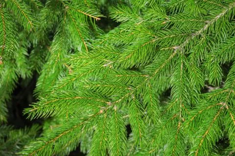 Spruce branches in the garden Stock Photos