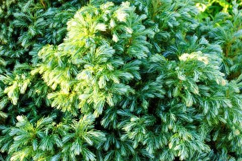 Spruce branches with green needles. Stock Photos