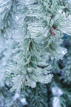 Spruce branches in the ice Stock Photos