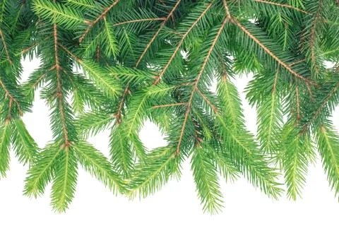 Spruce branches isolated on white background. Christmas background Stock Photos